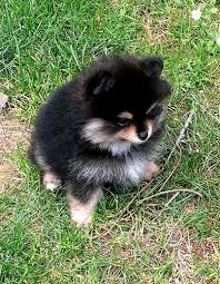 Black And Tan Puppies Black And Tan Pomeranian Puppy She Is Eight Weeks Old Pomeranian Puppy Cute Puppies Puppies