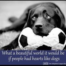 Donate today and help us connect every single homeless pet with someone to love them. Facebook Error Dog Quotes Dog Love Dogs