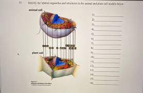 Check spelling or type a new query. Iv Identify The Labeled Organelles And Structures In Chegg Com