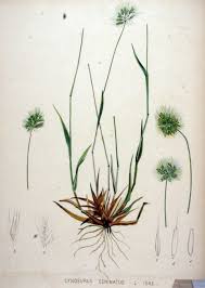 Image result for Enteropogon monostachyos