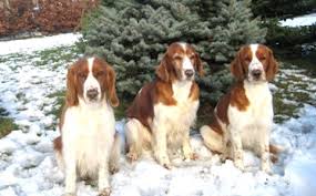 Image result for americký vodní španěl