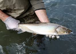 Bull Trout Fishing Guide How To Catch Protect Bull Trout