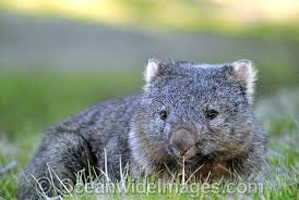 Common Wombat Vombatus Ursinus Photo 24t5044 04 Common Wombat Wombat Wombat Images