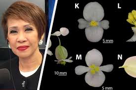 🌸Scientific name:Begonia🌸The tuberous begonia is a type of begonia,a  hybrid of plants found in the Andean highlands of Peru,Bolivia,and other  places.🌸 🇯🇵Japan tomiko azuhata🇯🇵