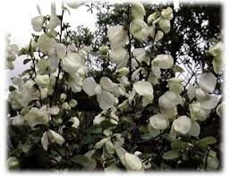 May 05, 2021 · flowering dogwood trees and flowering shrubs with attractive foliage can be used as a border for landscaping property lines or to define distinct outdoor spaces. Plants Of The Florida Scrub