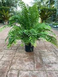 Image result for Nephrolepis biserrata