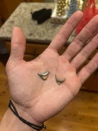 Shark Tooth Hunters Of The Carolinas