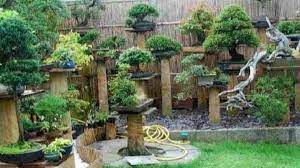 Cet taman sekolah yang unik : Taman Rumah Dengan Bonsai Cantik Dan Indah Nan Unik Harapan Rakyat Online