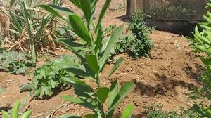 Image result for Warburgia