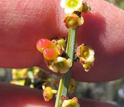 Image result for Celastraceae