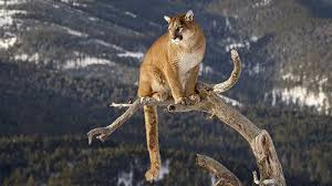 Los predadores tope — como los zorros y pumas— son un eslabón fundamental en los ecosistemas y esto incluye sinergias positivas incluso con la actividad agropecuaria: Puma O Leon De Montana Caracteristicas Reproduccion Y Habitat
