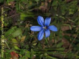 Image result for Tecophilaeaceae