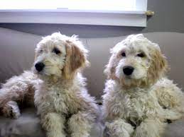 We use paw print genetics for genetic testing of our parent dogs. Goldendoodle Puppies Dogs For Sale In Michigan F1 Black Mountain Goldendoodle Goldendoodle Puppy Labradoodle Puppies For Sale