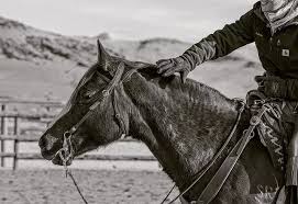 Aleisha Shirley Trainer Profile