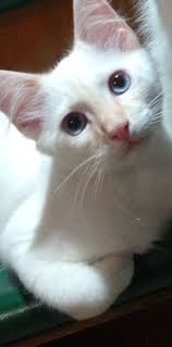 MISSING CAT in Kunia/Village Park area