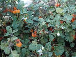 Image result for Solanum villosum