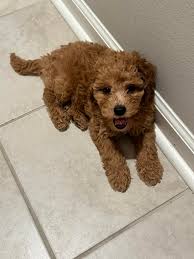 Tips for small dog owners like Milo