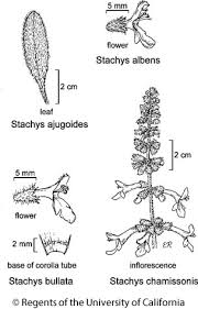 Image result for Stachys aculeolata