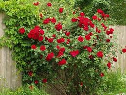 Cara menanam biji bunga mawar setelah proses stratifikasi menanam bunga mawar dari biji tidak semudah cara menanam. Cara Menanam Bunga Mawar Merah Dan Merawat Bunga Mawar Merah Erdagardens