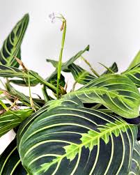 Image result for maranta