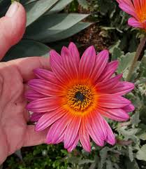 Image result for Arctotis