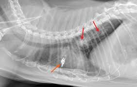 Despite its name, heartworm primarily causes lung disease in cats. Common Pulmonary Diseases In Cats Clinician S Brief