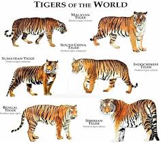 Andrea Nace - Associate Veterinarian at Assiniboine Park Zoo ...