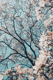Free aesthetic images to use in your next project. Download Free Aesthetic Cherry Blossom Tree Wallpaper Cellularnews