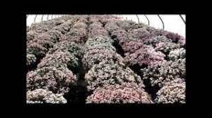 Browse pictures and read growth / cultivation information about andromeda, bog rosemary, common bog rosemary, marsh andromeda (andromeda polifolia) 'blue ice' supplied by member gardeners in the pl. Best Shrubs Andromeda Blue Ice Bog Rosemary Youtube