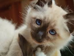 pin by cori on heilige birma cats breeds animals
