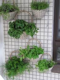 Image result for gardening herbs