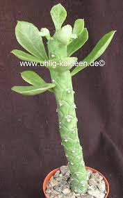 Image result for Monadenium lugardiae
