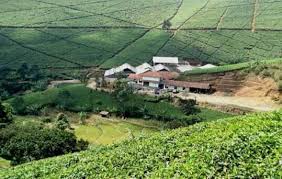Maybe you would like to learn more about one of these? Kebun Teh Knpi Cipasung Majalengka Posts Facebook