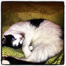 Ooh So Comfy Does Your Cat Lay Like This Cats Kitten Supplies Cat Supplies
