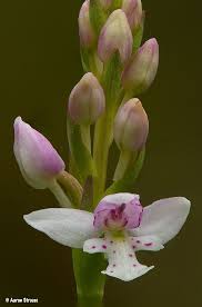 Pin On Orchid Flowers 1