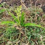 Image result for Chlorophytum gallabatense