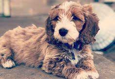 42 Doxipoo Ideas Dachshund Mix Dachshund Doxiepoo