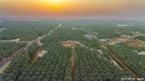 Al Ahsa Oasis Saudi Arabia واحة الاحساء