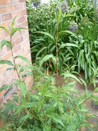 Image result for Persicaria lapathifolia
