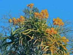 Image result for Aloidendron tongaense