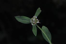 Image result for Spermacoce ocymoides