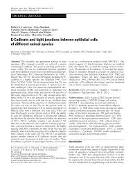Check spelling or type a new query. Pdf E Cadherin And Tight Junctions Between Epithelial Cells Of Different Animal Species