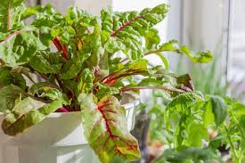 Popular Fruit And Vegetables You Can Grow Indoors Tips And Updates Babamail Growing Beets Starting A Vegetable Garden Vegetables