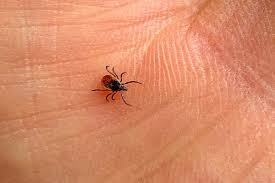 Mais si la maladie aux usa est due à cette unique bactérie le. Temoignage Elle Est Forte Ma Fille La Combat De Jeanne 18 Ans Atteinte D Une Forme Grave De La Maladie De Lyme