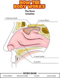 The frontal sinuses are locaed in the frontal bone near the median brow line. Answers The Nose Human Body Lesson Human Body Systems Biology Lessons