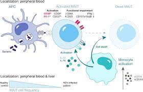 Hepatitis delta virus infections are found worldwide, but the prevalence varies in different geographical areas. Chronic Hepatitis Delta Virus Infection Leads To Functional Impairment And Severe Loss Of Mait Cells Journal Of Hepatology