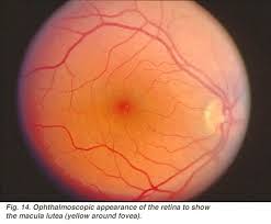 Antique illustration of human body anatomy: Simple Anatomy Of The Retina By Helga Kolb Webvision