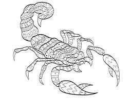 For boys and girls, kids and adults, teenagers and toddlers, preschoolers and older kids at school. Vector Coloring Scorpion For Adults Stock Vector Illustration Of Cartoon Beautiful 94053556