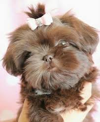 Red Shih Tzu Yavrularimiz Red Shih Tzu Yavrularimiz Kopek Kopekseverler Kopeksahiplendirme Kopekyavrus Shih Tzu Sevimli Kopek Yavrulari Yavru Kopek