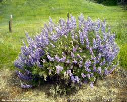 2021 northern california and the northwest wildflowers. Central California Wildflowers A True Joy Of Springtime